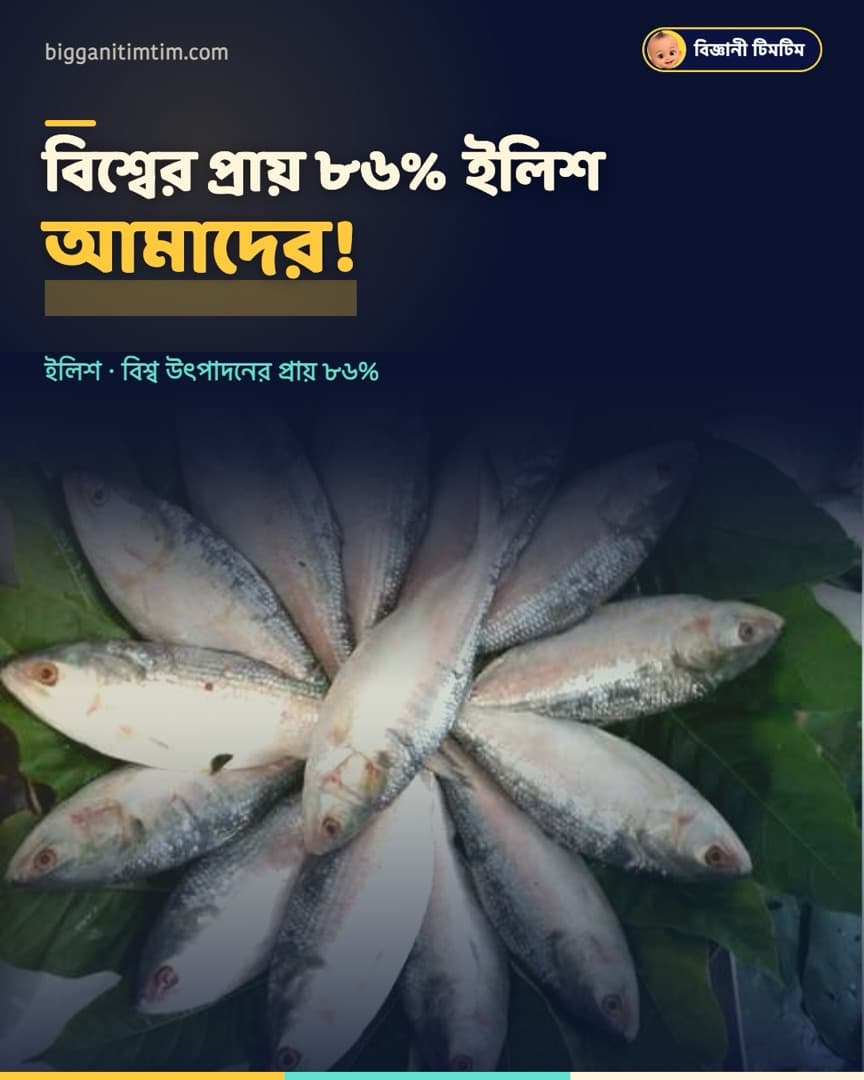 বিশ্বের প্রায় ৮৬% ইলিশ আমাদের!