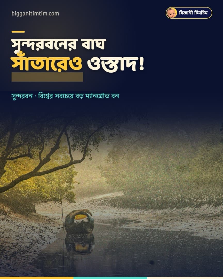 সুন্দরবনের বাঘ সাঁতারেও ওস্তাদ!