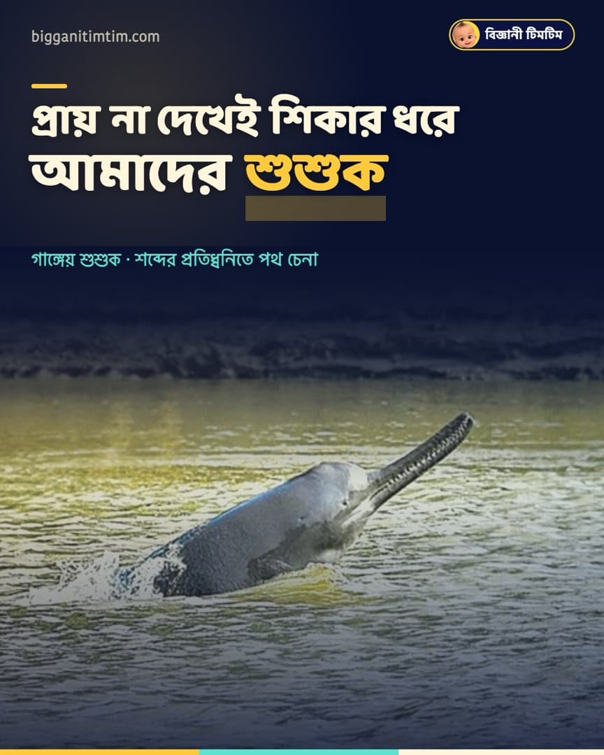 প্রায় না দেখেই শিকার ধরে আমাদের শুশুক