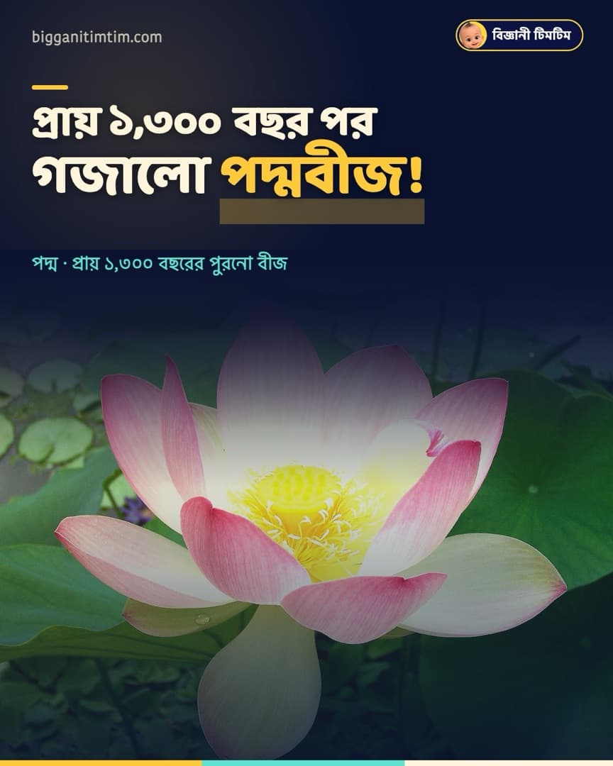 ১,৩০০ বছর পর গজালো পদ্মবীজ!